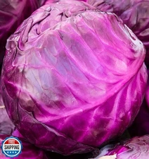 Red Acre Cabbage Seeds for Planting – Plant and Grow Heirloom Red Acre Cabbag