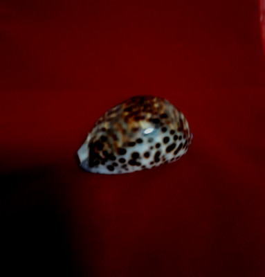 Cypraea Tigris