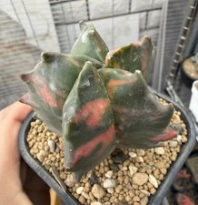 6,2 cm Astrophytum coahuilense "KlKKO" giardino di radici proprie WYSIWYG variegato