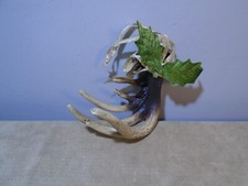 POLYRESIN 4  ANTLER ORNAMENT UNBRANDED CB1612 