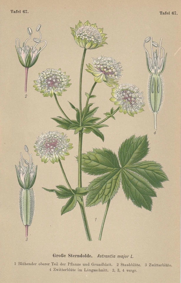 Große Sterndolde (Astrantia major) CHROMO-LITHOGRAFIE von 1910 Giftpflanzen
