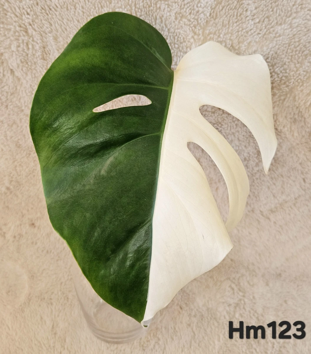 Monstera Houseplants for sale - eBay