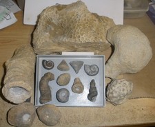 Fossilien - Sammlung Devon