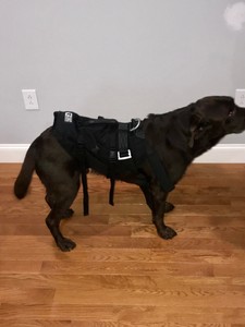 k9 rappelling harness