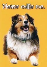 Designer Greetings Please Collie Me Funny  Humorous Friendship Card
