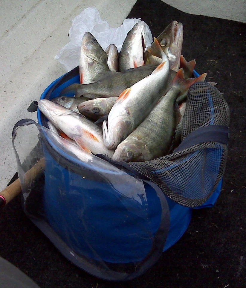 50 Stück Mann`s  Shad 10,5cm in Yellow