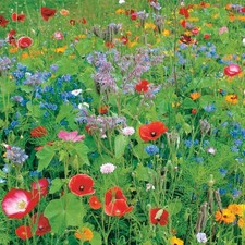 Wild Flower Wildflower Seeds - Bee & Butterfly Mix -