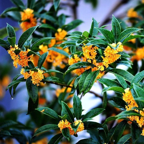 1 Confezione 10 Pezzi Semi Bonsai Osmanthus Fragrans Fiori Perenni Pianta Albero S114 - Foto 2 di 4
