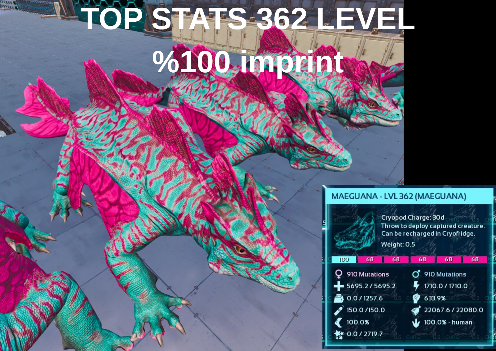 Maeguana 100% Imprinted Top Stats Level 362 Ark Survival Ascended Official PVE