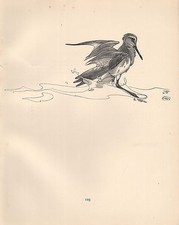 Vintage Vogelprint Rotkehlchen Badekleidung TALBOT KELLY