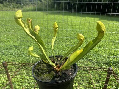 SARRACENIA X (PSITTACINA X FLAVA)  COOKS BAYOU, FLORIDA  MANNY HERRERA.