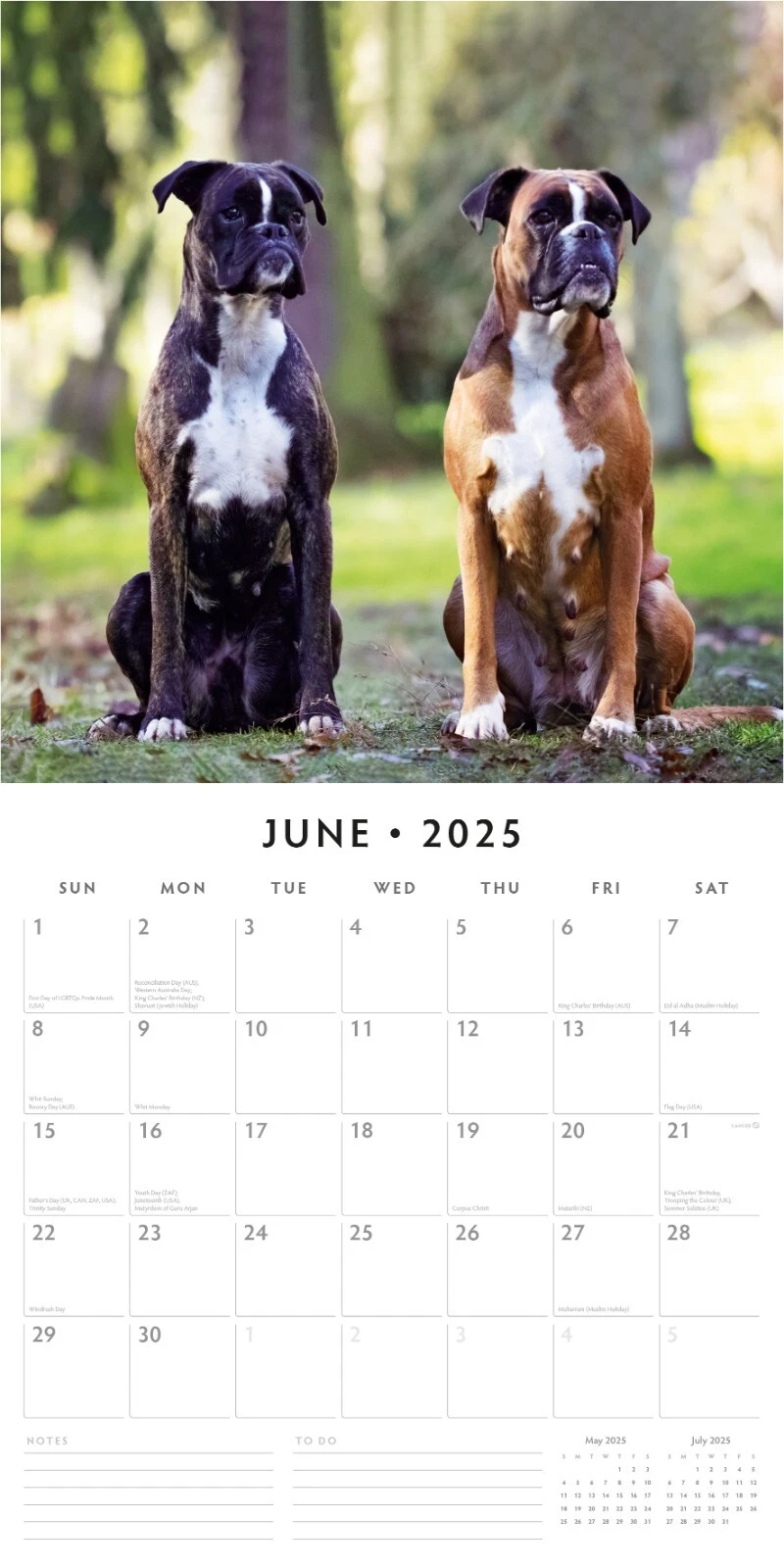 Boxers 2025 Square Wall Calendar