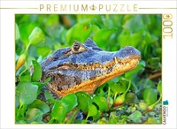Calvendo Puzzle Brillenkaiman, Pantanal, Brasilien | 1000 Teile Lege-GrößE 64 ×