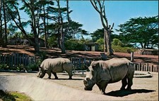 Postcard SF Zoo White Rhinos Postcard