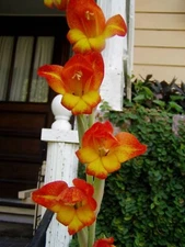 Gladiolus dalenii | African Parrot Gladiola | Candy Corn Glad | 20_Seeds