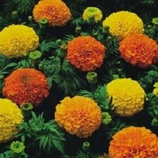 Marigold Seeds Cracker Jack Mix African Marigold 500 Seeds