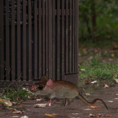 Realistische Ton Maus Mäuse grau Ratte Katze Training Spielzeug Streich Witz lustig
