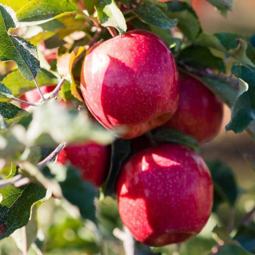 Live Pink Lady Apple Tree – 24