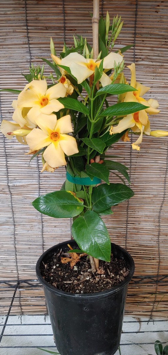 Dipladenia Madinia Live Plant | eBay
