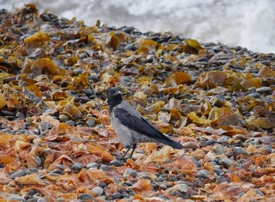 Photo 6x4 Shoreline Crow Cranstal A Hooded Crow amongst seaweed, west of  c2017
