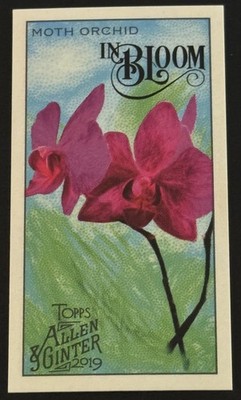 2019 Topps Allen & Ginter #IB-8 Moth Orchid In Bloom
