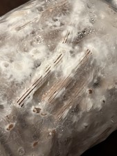 150 Tasselli Funghi Shiitake 40 mm Ø 8 mm