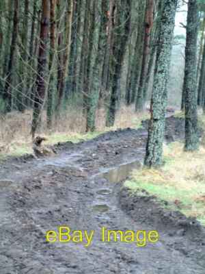 Foto 6x4 Schlamm und Moos East Whitefield schlammige Spur durch moosbedeckt t c2006