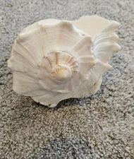 8"  Coiled Whelk Sea Shell CONCH  BEACH Cabin Decor  Ocean
