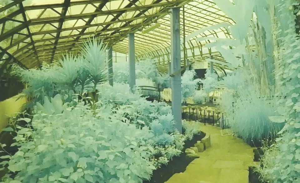 Candy Chrome 550nm Long Pass Infrared Filter, 67mm, See Video For Full Spectrum - Image 2 of 4