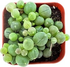 Live Mini Succulent Plant 2in String of Pearls 1 Pack Rare Fully Rooted in Pot
