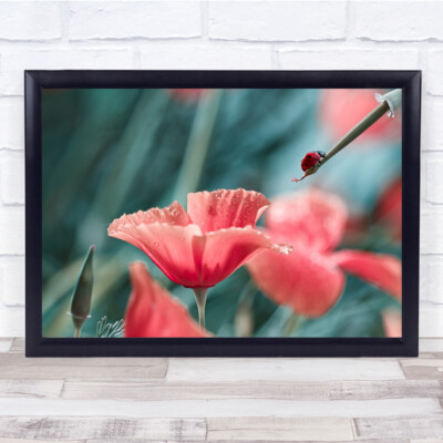 Roter Mohn Marienkäfer Marienkäfer Makro Bokeh Blume Wandkunstdruck