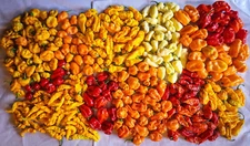 Caribbean Blend Hot Peppers - 40 Seeds  Red  Orange  Yellow  White
