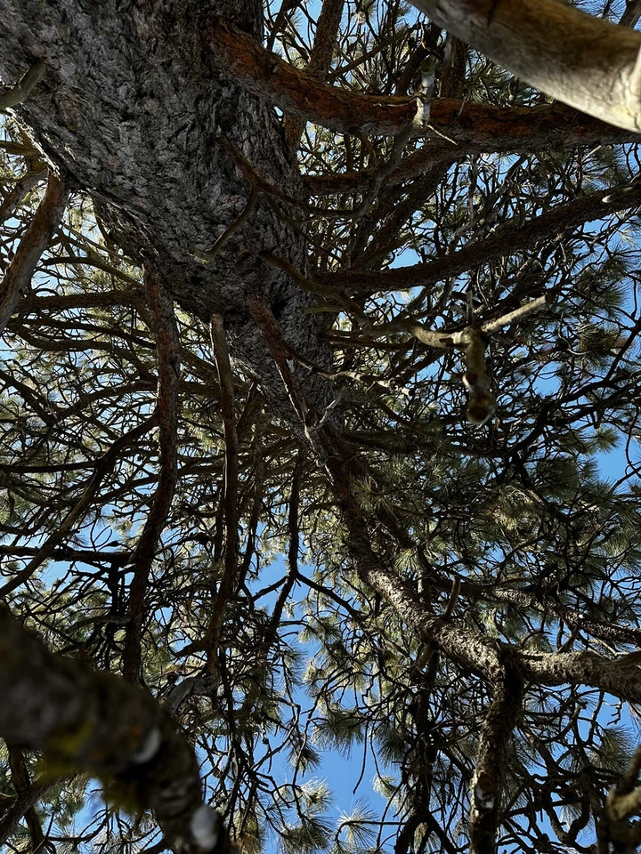 Ponderosa Pine TREE SEEDS (Pinus ponderosa) FRESH SEEDS! - Image 4 of 4