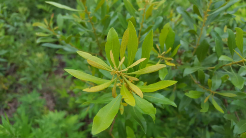 2 WAX MYRTLE - LIVE STARTER PLANTS LESS THAN 12 INCHES TALL - Picture 2 of 2