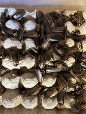 200 Male Dubia Roaches About 1.5    Reptile Feeders. Free Shipping 15 Extra