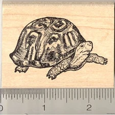 Box Turtle Rubber Stamp WM J6007 Crescent Turtle, Tortoise