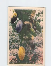 Postcard Cacao Fruits on a Tree