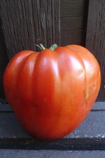 Pomodoro Cuore Antico - monster sauce tomato from the Piedmont