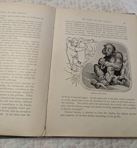 1910 THE ROOSEVELT AFRICAN HUNT and WILD ANIMALS of AFRICA Engravings Illustrate - Picture 8 of 11