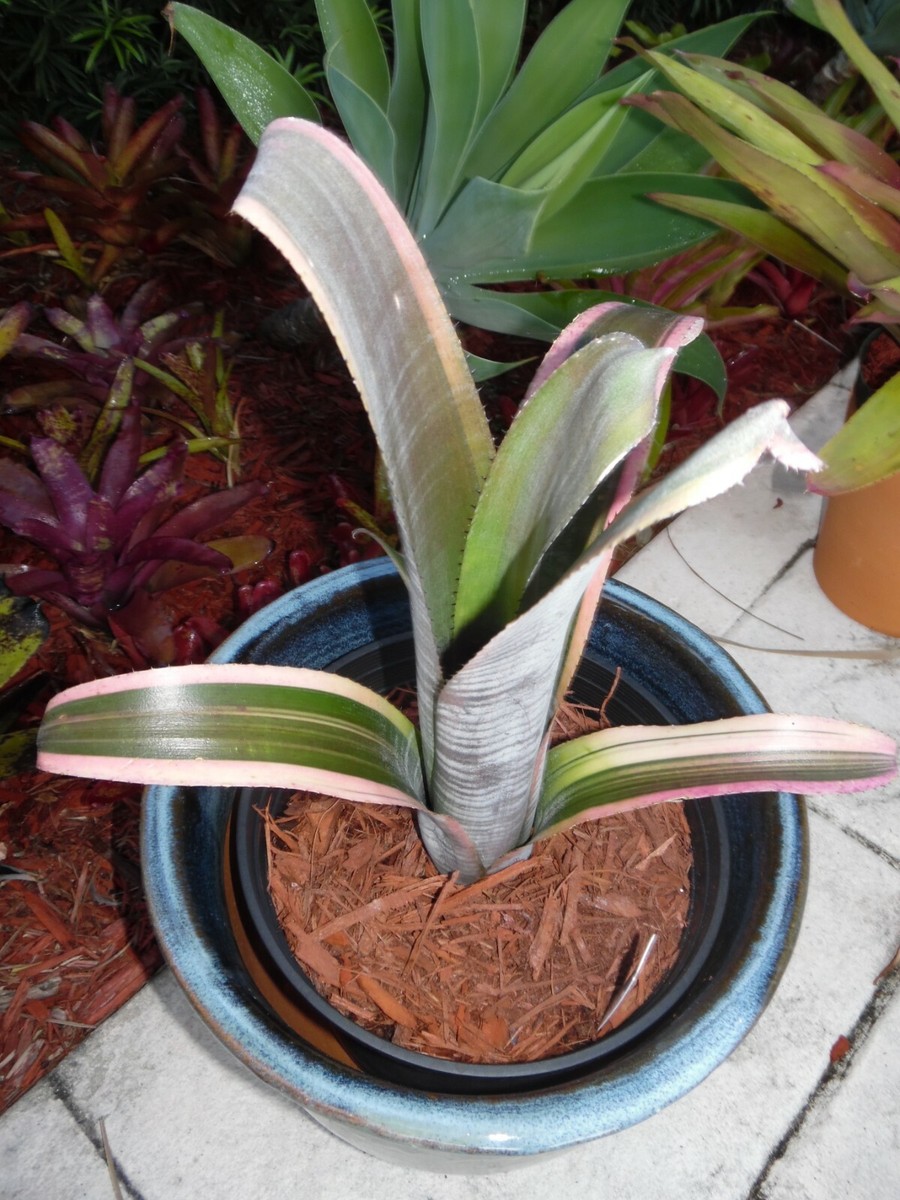 Billbergia RALPH GRAHAM FRENCH Bromeliad one tropical plant