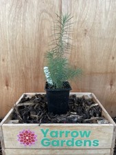 European Larch Tree - Larix decidua Tree Sapling - Bonsai