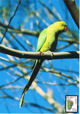 Foglio gioiello pappagallo 5.2