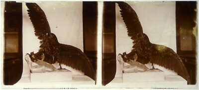Adler.Adler.Vogel.Tiere.Animals.Stereoansicht auf Glas 6x13cm.Glass Stereo.