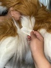 E & J Jumbo Realistic Plush Sheltie Collie Dog Lassie Large HTF Stuffed Animal — photo 6