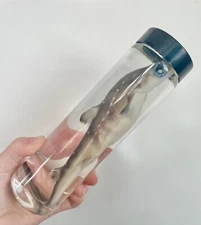 Wet Specimen Preserved - Dogfish Shark - Shark in a Bottle