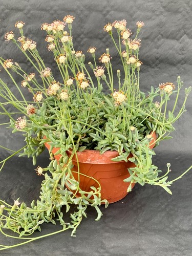 Senecio Peregrinus Dolphin Pot ø 16