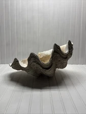 Vintage Tridacna Gigas GIANT CLAM SHELL 20”x 14”x10” Natural Sea Shell 44pounds*