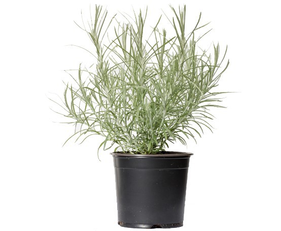 CURRY (BIG) PLANT – HELICHRYSUM ITALICUM Herb plant 9cm Pots ORGANIC