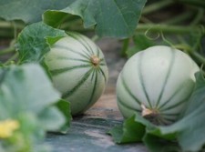 20 Graines - Melon Charentais Précoce du Roc - Semences Paysannes - BIO