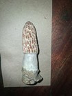 MOREL MUSHROOM DECOYS;HAND CARVED FROM  WHITETAIL DEER ANTLERS ONE OF A KIND;LK — photo 3
